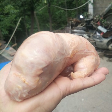 传说中的稀世鸡宝