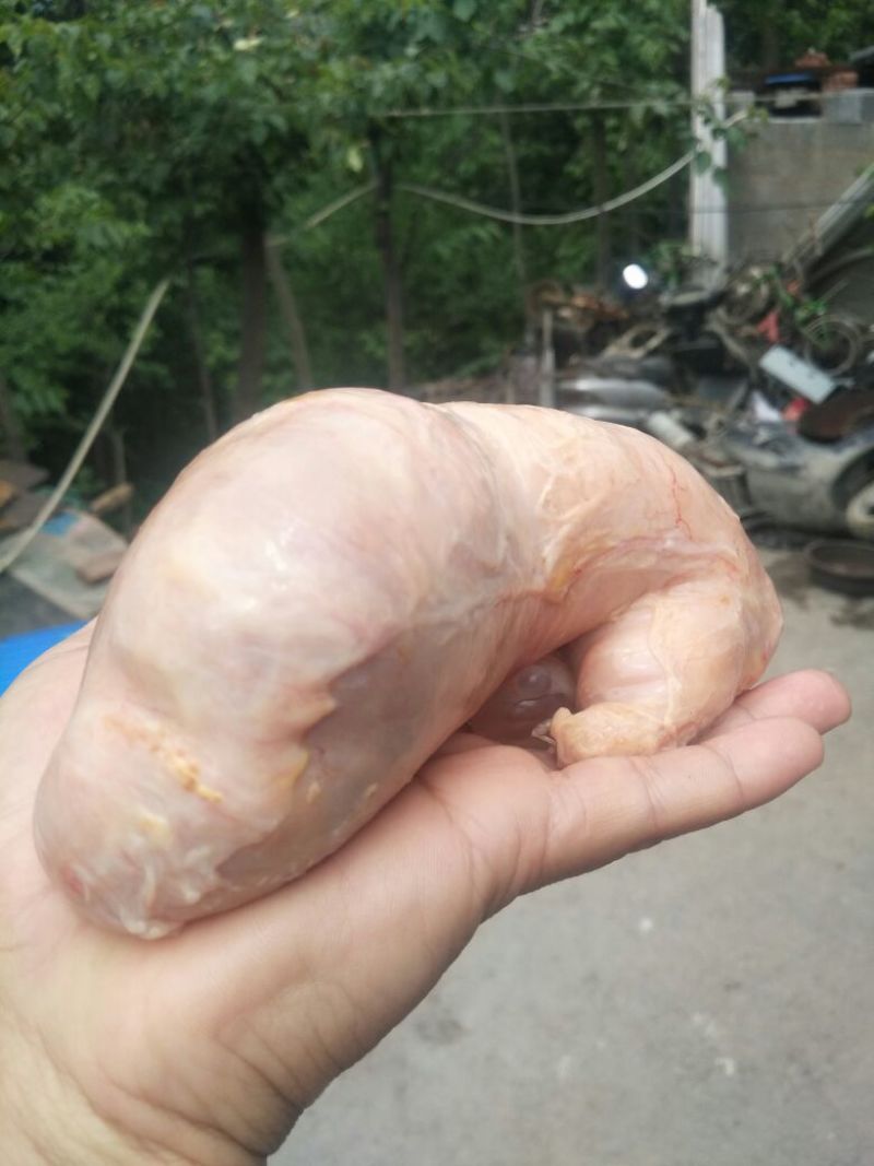 传说中的稀世鸡宝