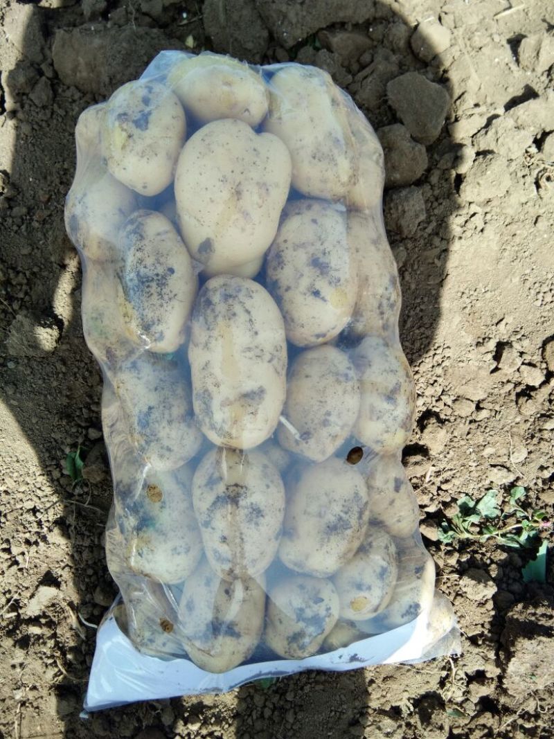 早大白荷兰15陆续上