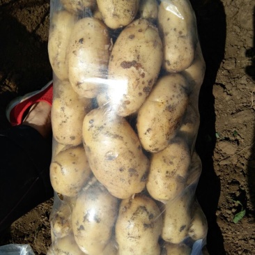 早大白荷兰15陆续上