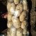 早大白荷兰15陆续上