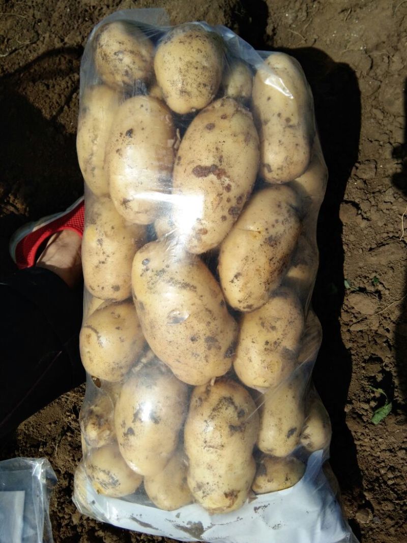 早大白荷兰15陆续上