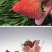 法兰蒂草莓20~30克