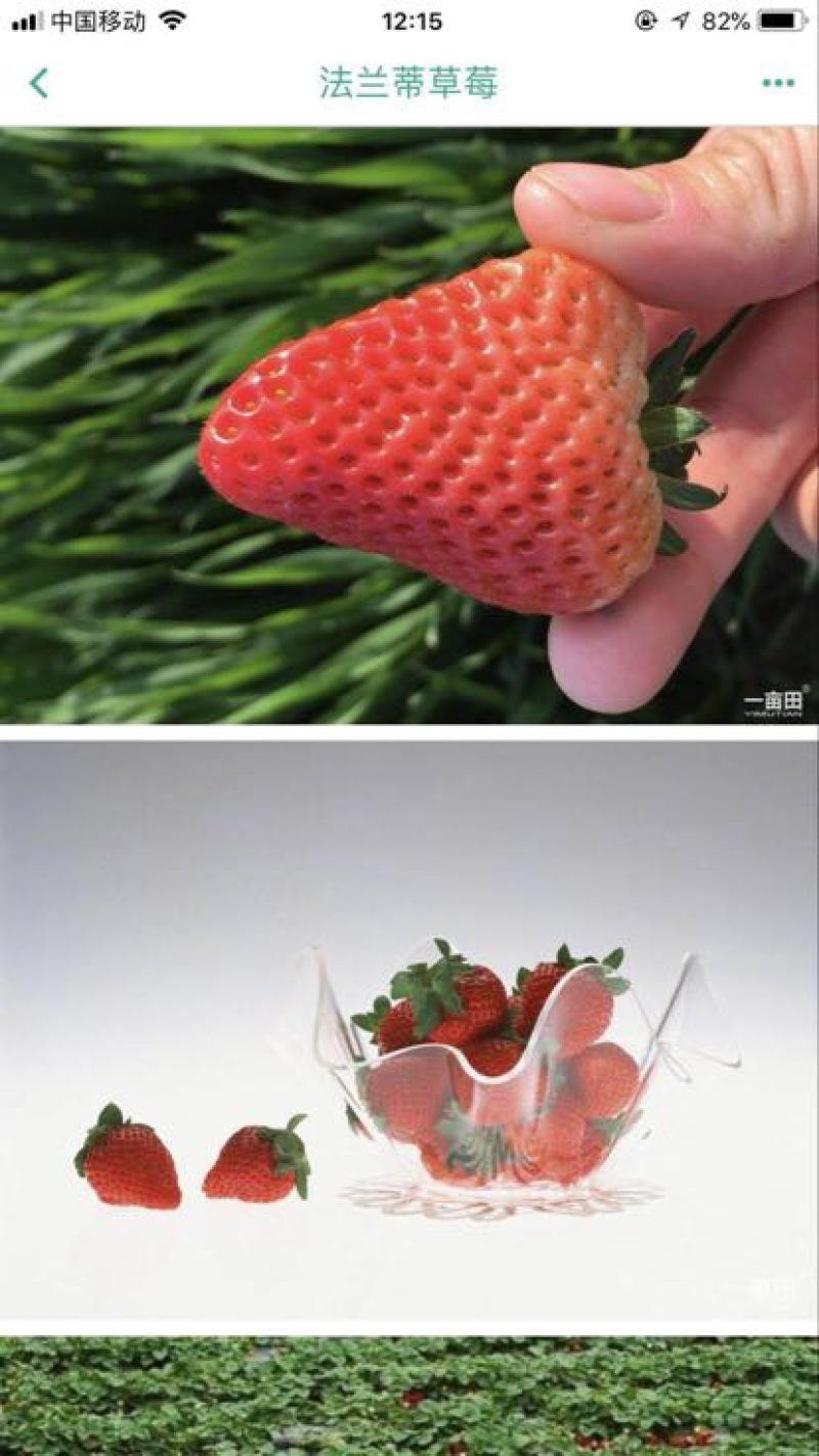 法兰蒂草莓20~30克