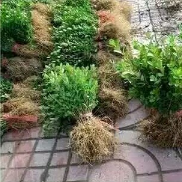 黄杨，黄杨小苗瓜子黄杨黄杨