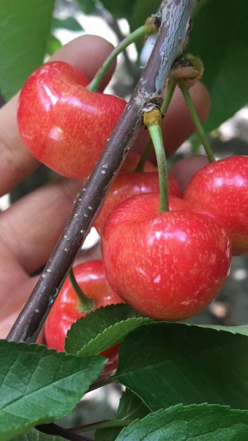 车厘子15mm以上