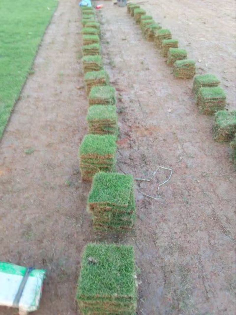 草皮，马尼拉，台湾草，大叶草，夏威夷