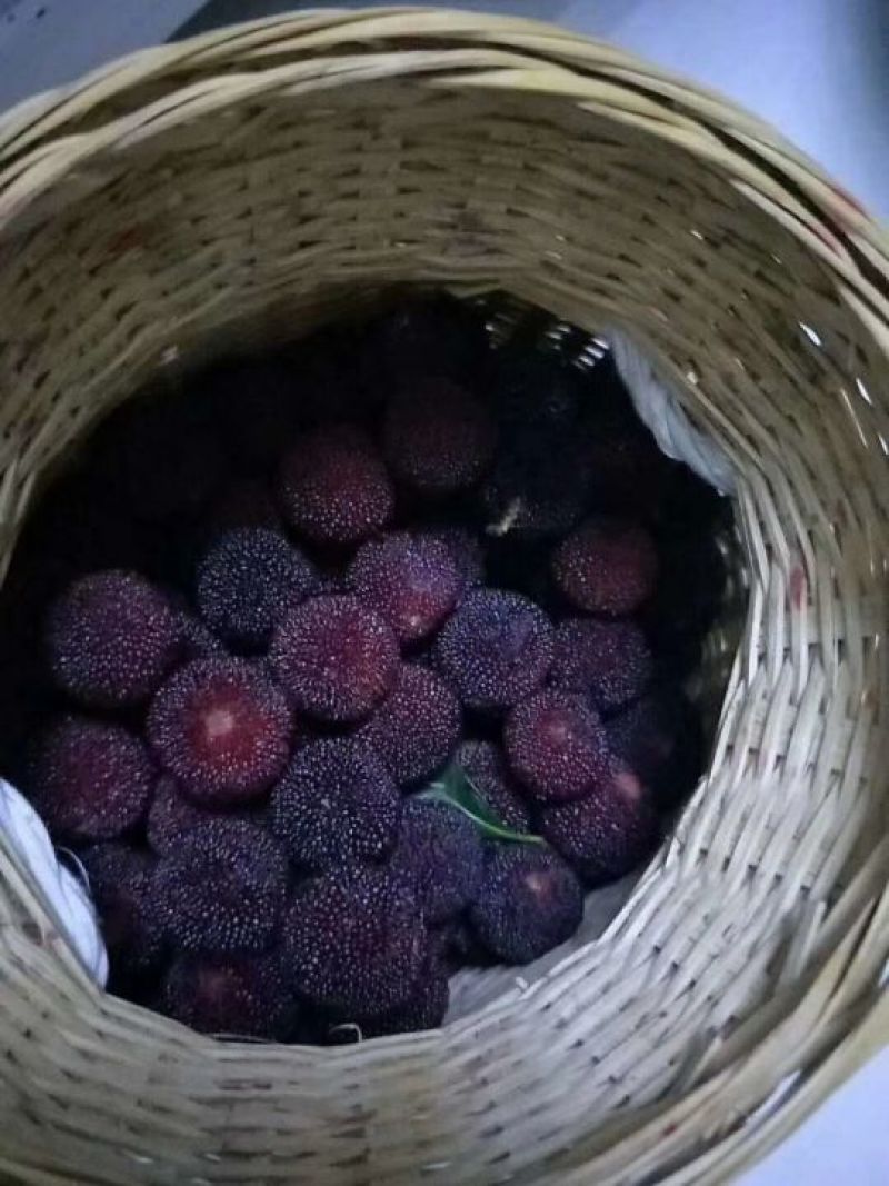 靖州杨梅，杨梅，