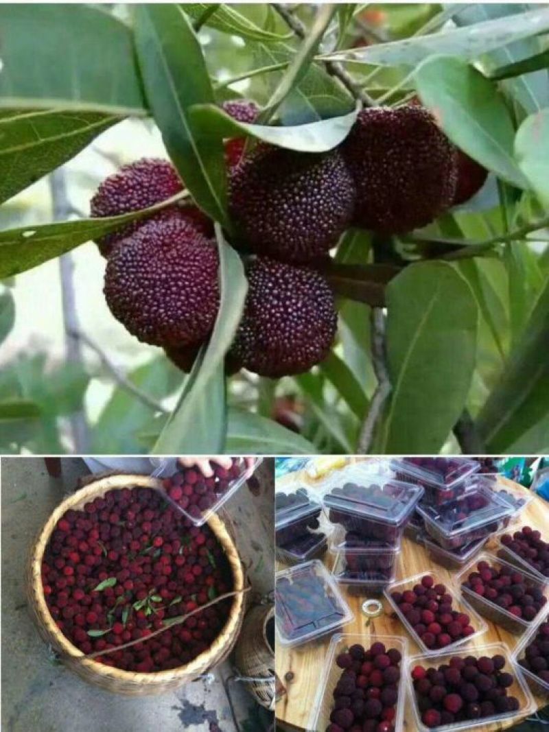 靖州杨梅，杨梅，