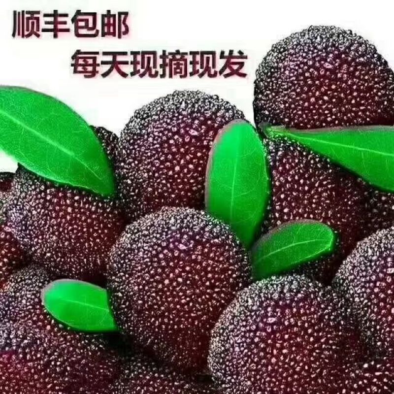 靖州杨梅，杨梅，