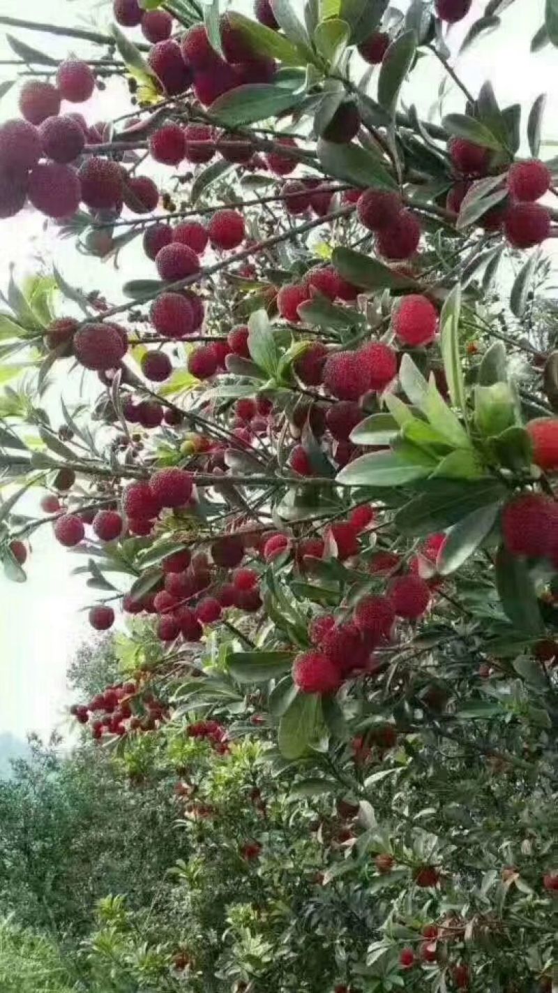 靖州杨梅，杨梅，