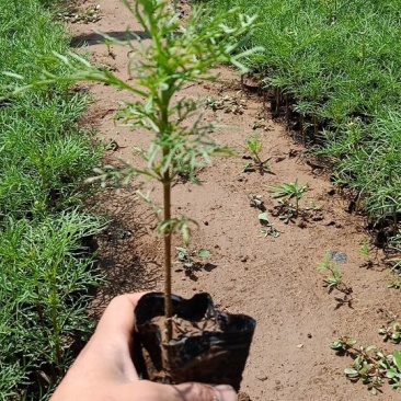 波斯菊