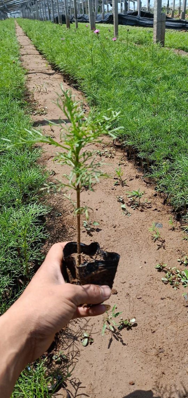 波斯菊