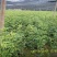山胡椒苗