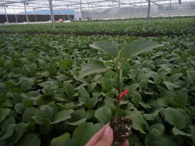 长茄550绿萼紫色长茄苗子