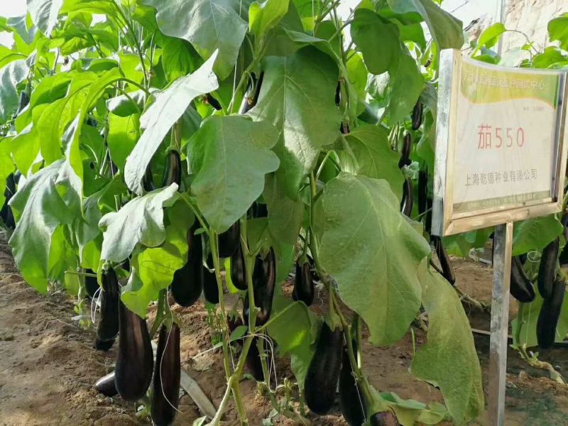 长茄550绿萼紫色长茄苗子