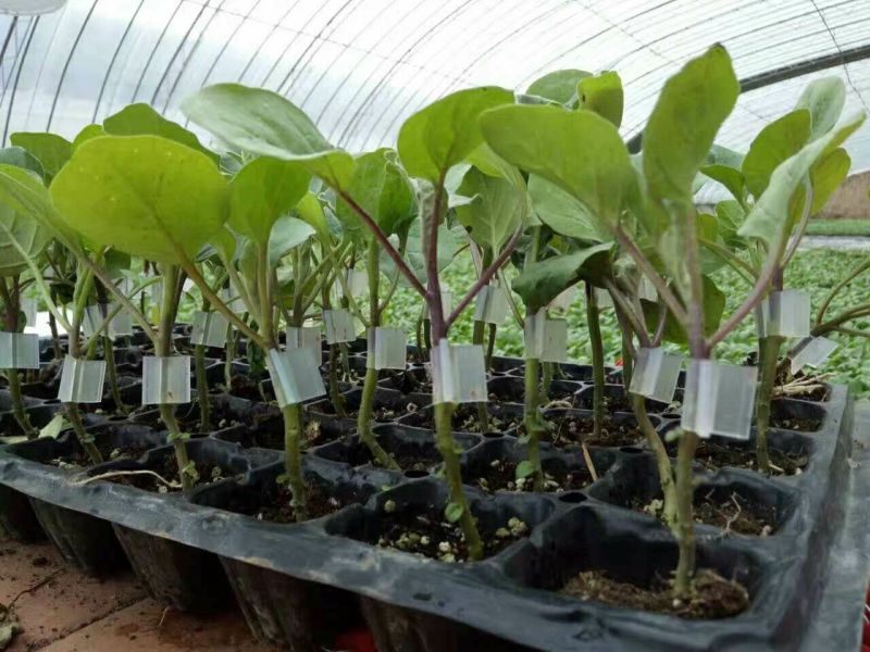 长茄550绿萼紫色长茄苗子