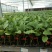 长茄550绿萼紫色长茄苗子