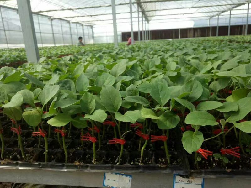 长茄550绿萼紫色长茄苗子