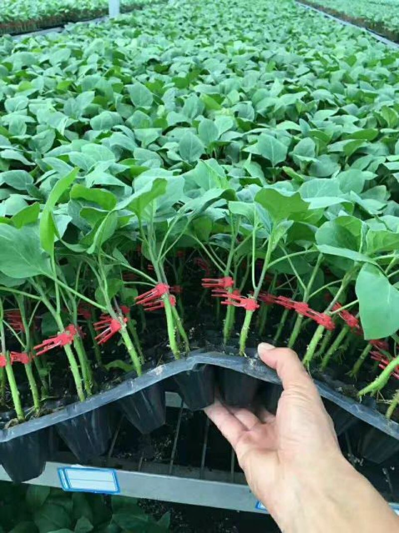 长茄550绿萼紫色长茄苗子
