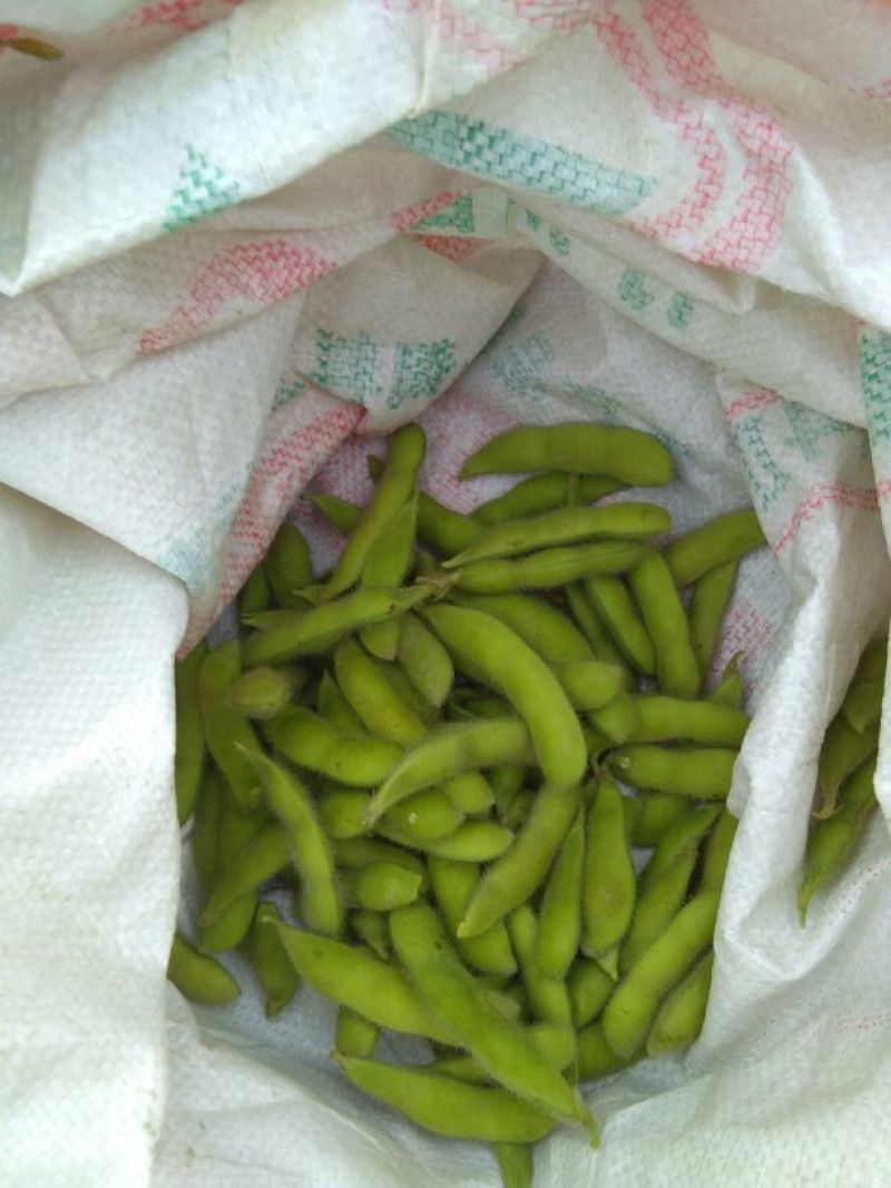 绿秋毛豆，质量好，青绿饱满每日有2万斤，欢迎订购