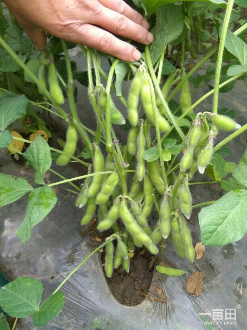 绿秋毛豆，质量好，青绿饱满每日有2万斤，欢迎订购
