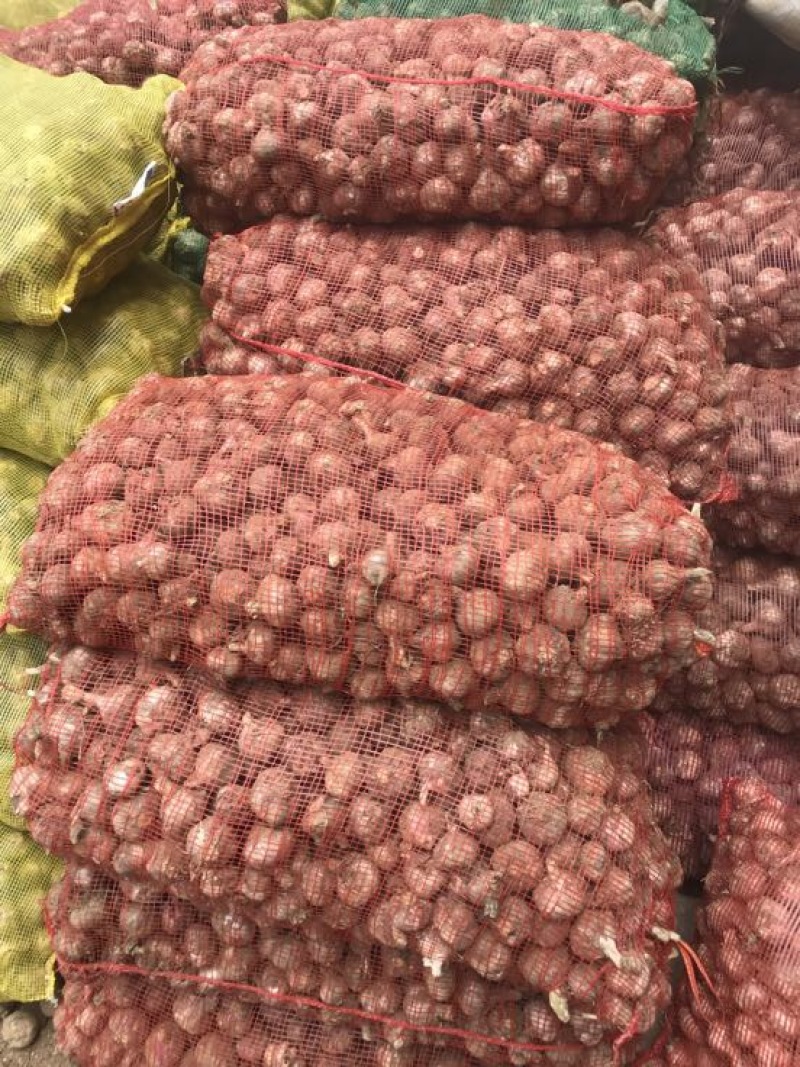 大蒜河南大蒜中混级，脱水蒜，扒米蒜一手货源量大从优