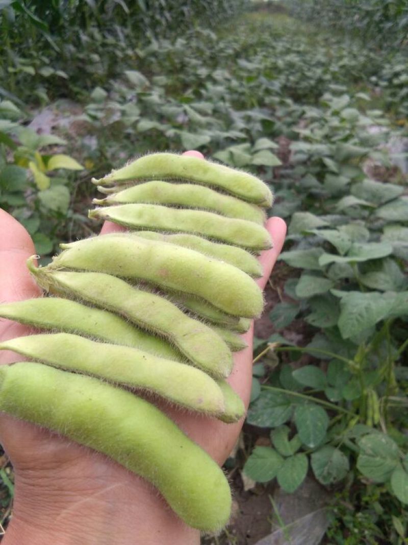 绿秋毛豆，质量好，青绿饱满每日有2万斤，欢迎订购