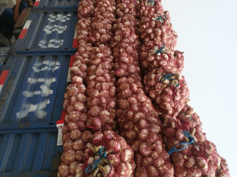 金乡大蒜，冷库出租，专业代收，欢迎新老朋友前来采购