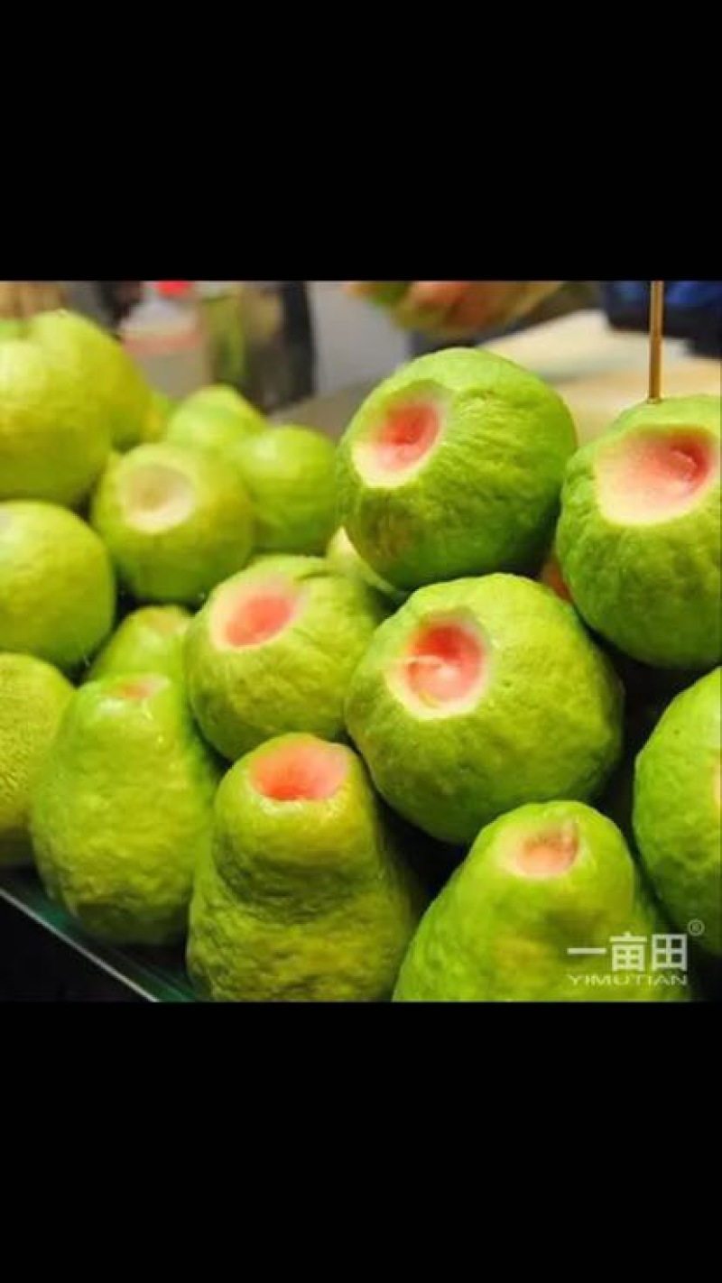 西瓜番石榴苗买苗提供技术