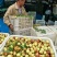 大荔冬枣、对接电商、拼多多、淘、支持一件代发、对接出口