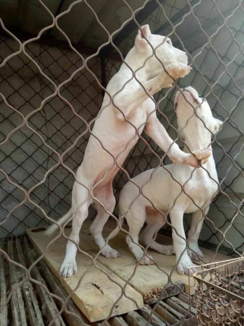 杜高犬