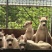 杜高犬