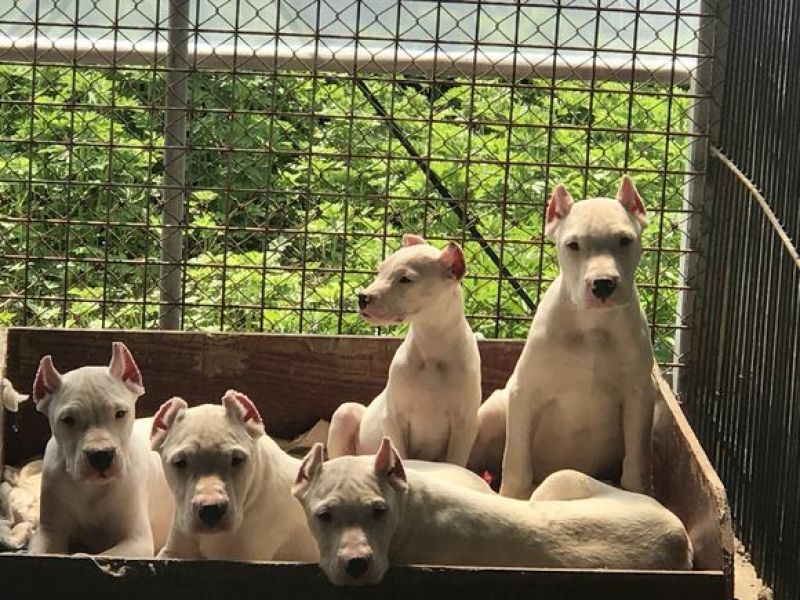 杜高犬
