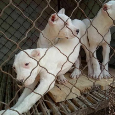 杜高犬