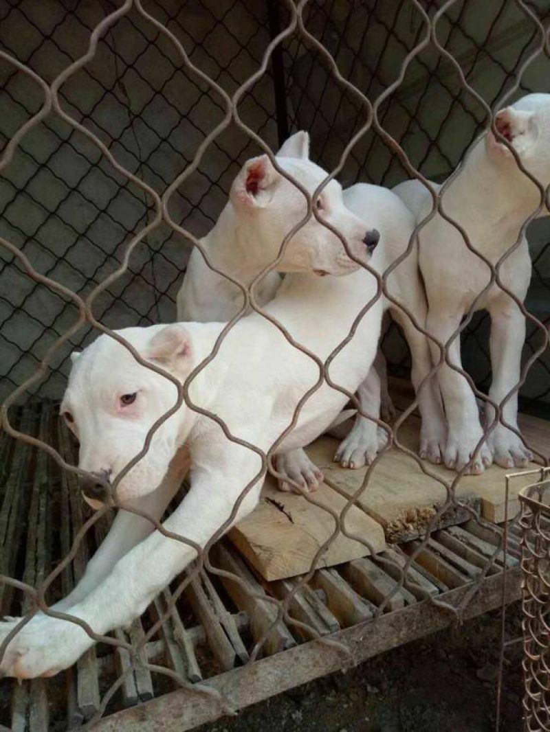 杜高犬