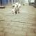 杜高犬