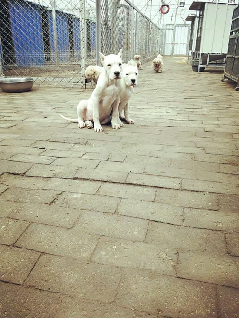 杜高犬