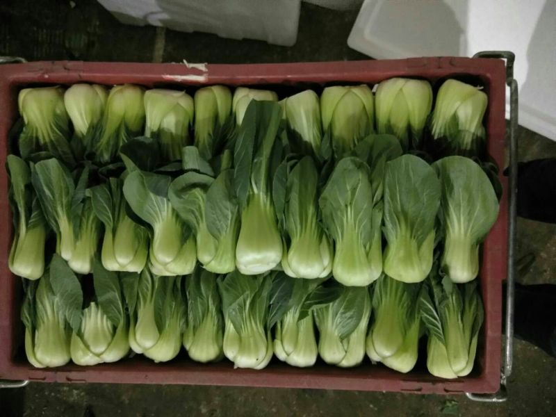 上海青小白菜15~20cm