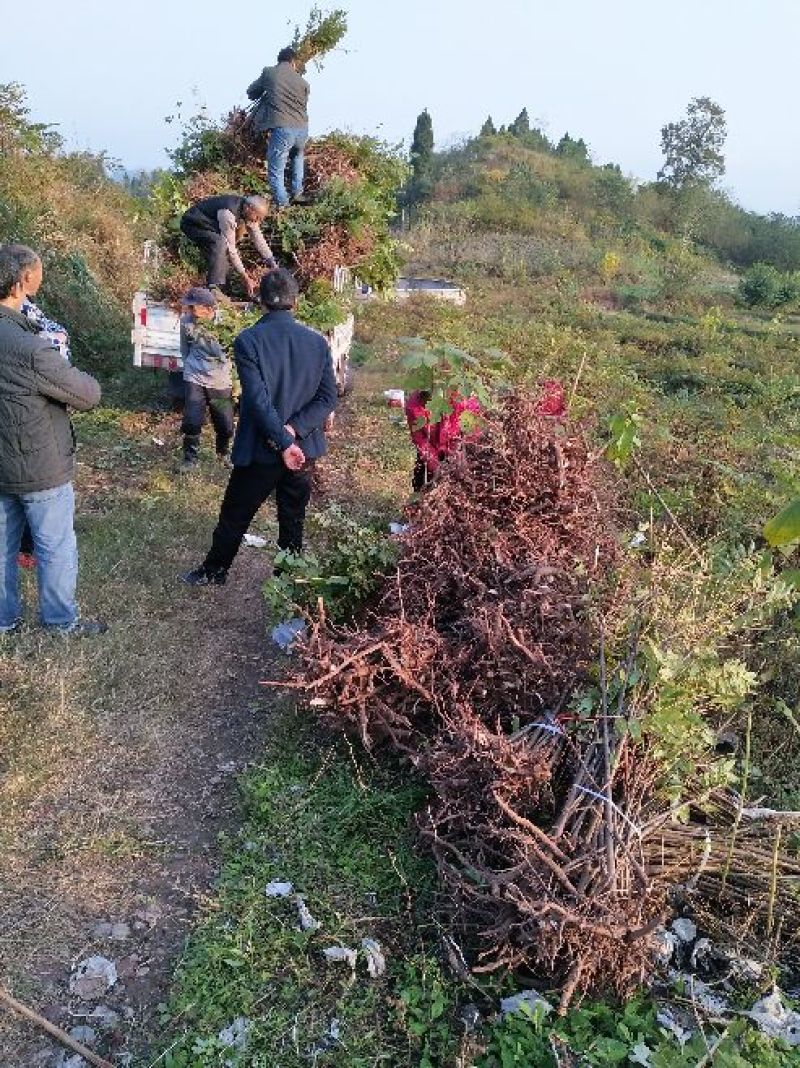红油香椿苗大竹香椿苗巴山红香椿苗产地直发南北种植技术指导
