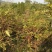 红油香椿苗大竹香椿苗巴山红香椿苗产地直发南北种植技术指导