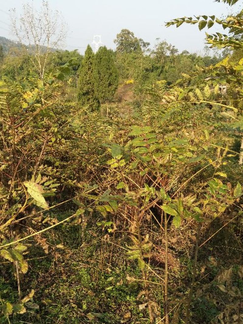 红油香椿苗大竹香椿苗巴山红香椿苗产地直发南北种植技术指导