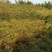 红油香椿苗大竹香椿苗巴山红香椿苗产地直发南北种植技术指导