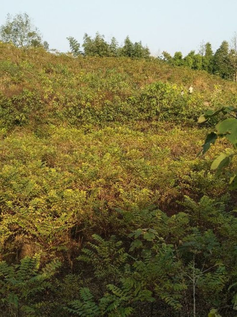 红油香椿苗大竹香椿苗巴山红香椿苗产地直发南北种植技术指导