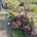 红油香椿苗大竹香椿苗巴山红香椿苗产地直发南北种植技术指导