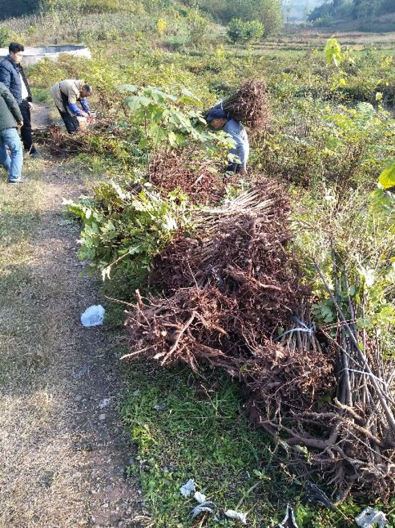 红油香椿苗大竹香椿苗巴山红香椿苗产地直发南北种植技术指导