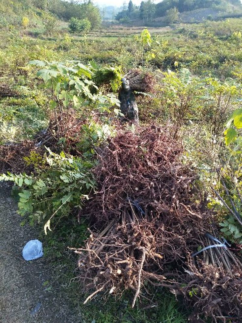 红油香椿苗大竹香椿苗巴山红香椿苗产地直发南北种植技术指导