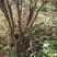 红油香椿苗大竹香椿苗巴山红香椿苗产地直发南北种植技术指导