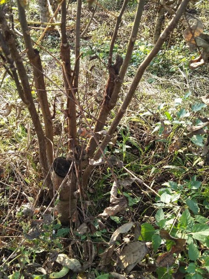 红油香椿苗大竹香椿苗巴山红香椿苗产地直发南北种植技术指导