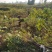 红油香椿苗大竹香椿苗巴山红香椿苗产地直发南北种植技术指导
